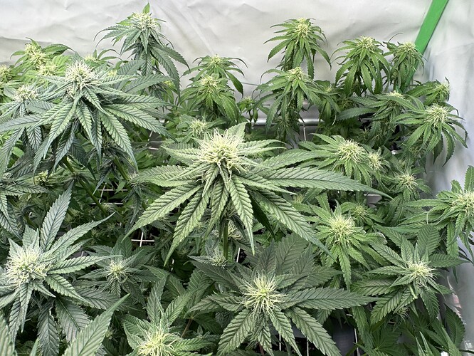 Growreport Bild 36