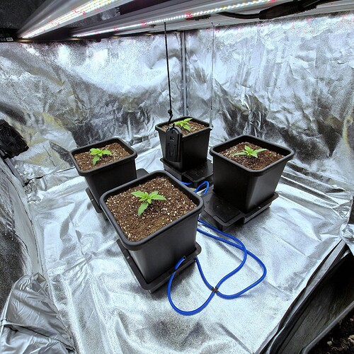 Growreport Bild 8