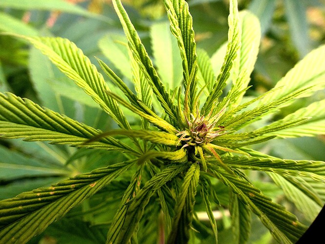 Grow24_0916_JD-BT1_01