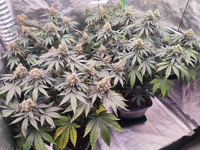 Growreport Bild 33