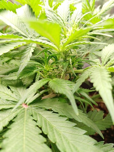 IMG_20240519_200359_PORTRAIT