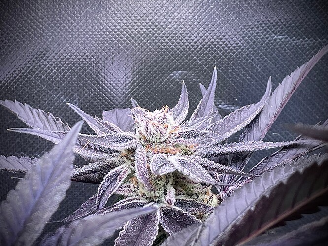 Growreport Bild 10
