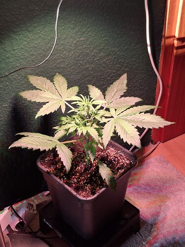 Growreport Bild 16