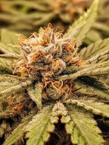 Growreport Bild 15