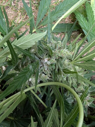 Growreport Bild 3