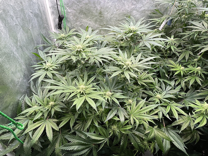Growreport Bild 6