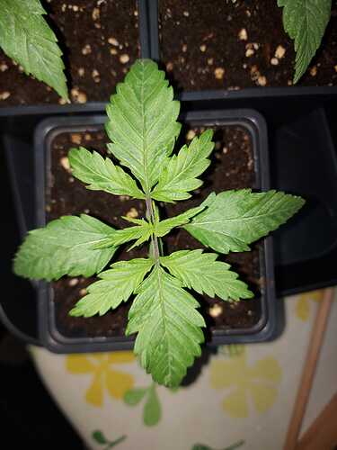 Growreport Bild 3
