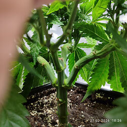 zx4mzpr32yg_1772271508781