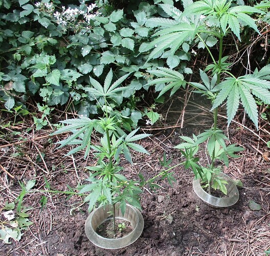 Indicas im Juni2