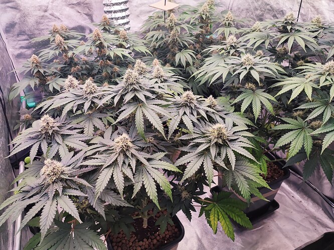 Growreport Bild 23