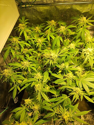 Growreport Bild 27