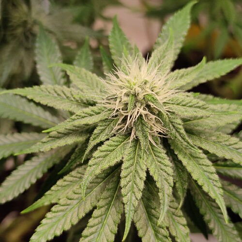 Growreport Bild 7