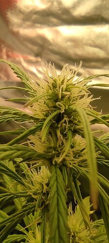 Growreport Bild 1