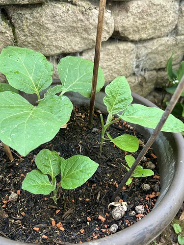 Growreport Bild 27