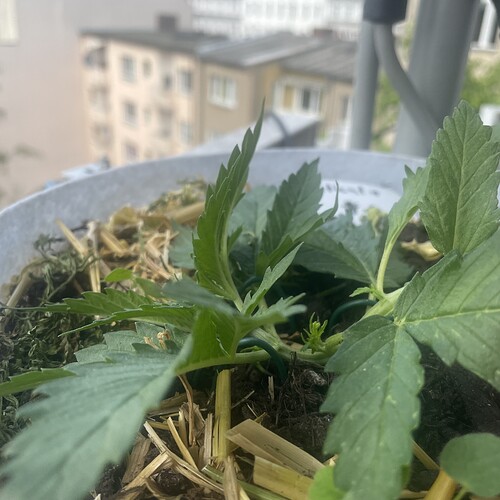 Growreport Bild 4