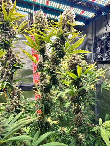 Growreport Bild 7