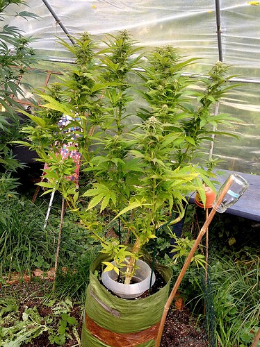 Growreport Bild 2