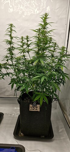 Growreport Bild 38