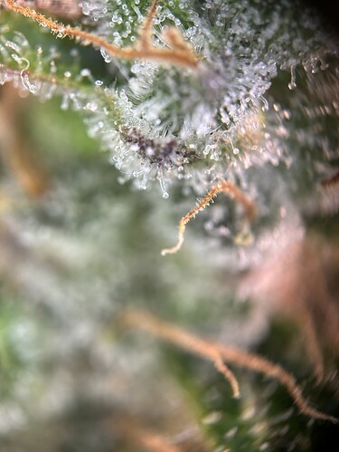 Growreport Bild 39