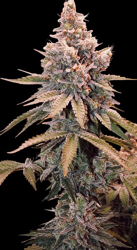 Growreport Bild 24