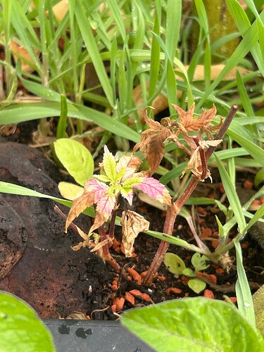 Growreport Bild 1