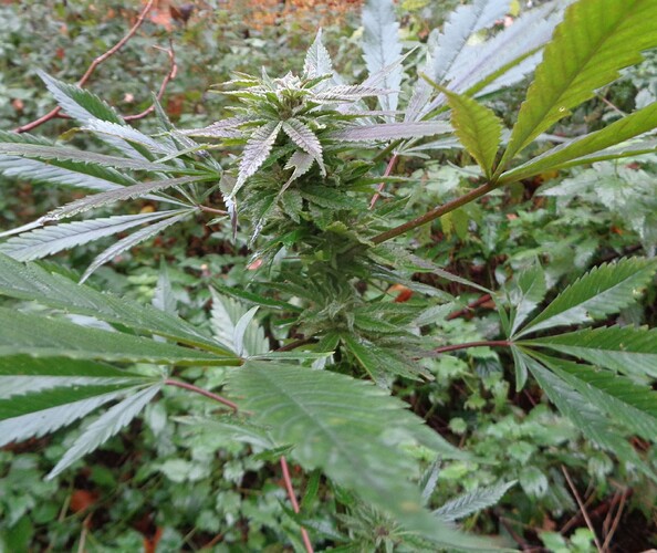 Afghan Kush 1