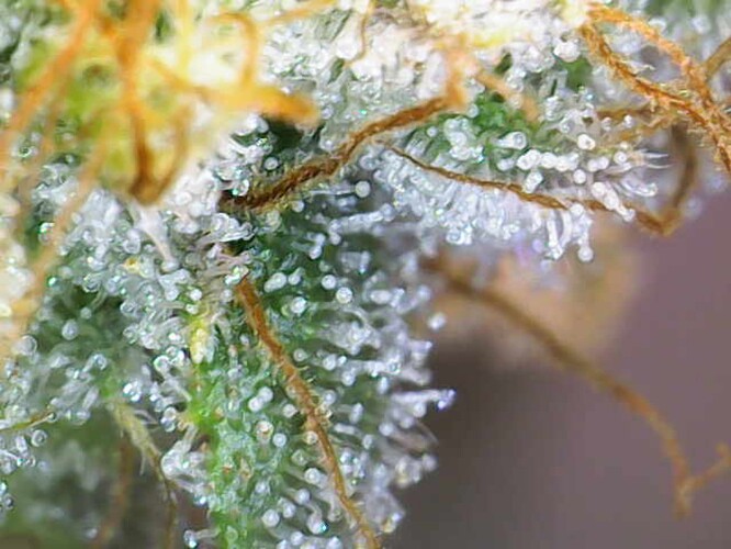 Growreport Bild 21