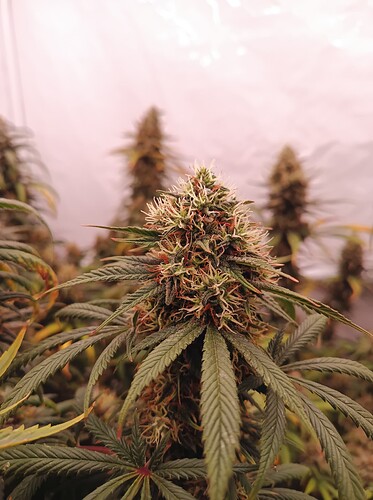 Growreport Bild 22