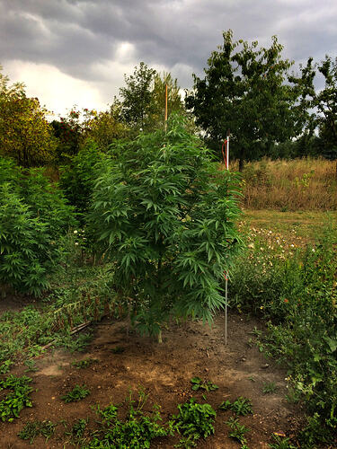 Grow2608202