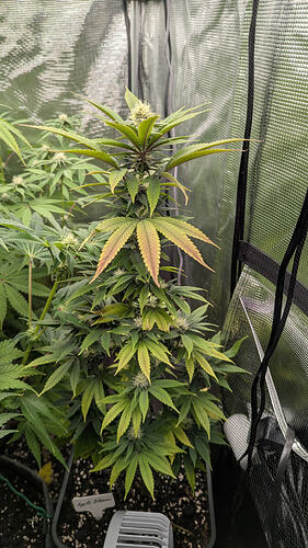 Eine Cannabis-Pflanze in der Blütephase mit gelblichen und braunen Blättern im unteren Bereich, steht in einem Zelt.