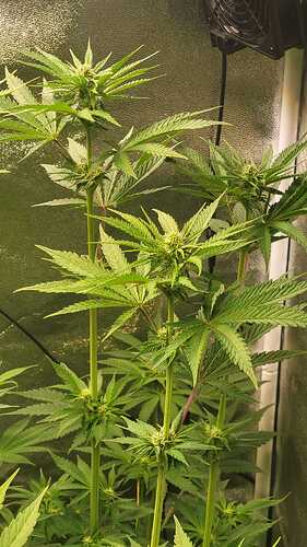 Growreport Bild 20