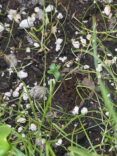 Growreport Bild 31