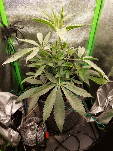 Growreport Bild 1