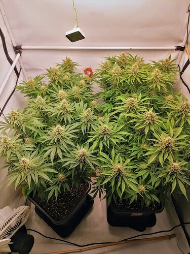 IMG_20240414_165621~2