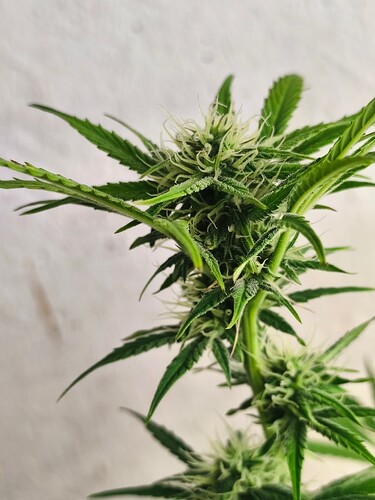 Growreport Bild 8