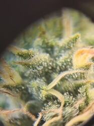 Growreport Bild 14
