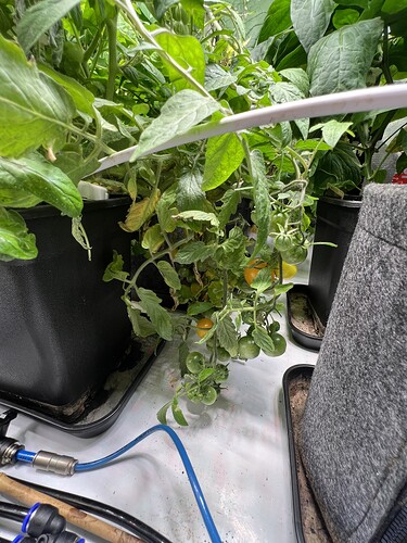 Growreport Bild 6