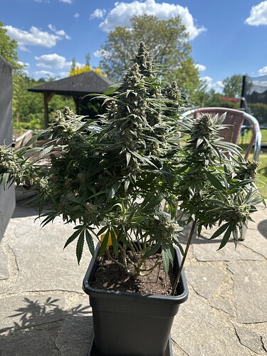Growreport Bild 31