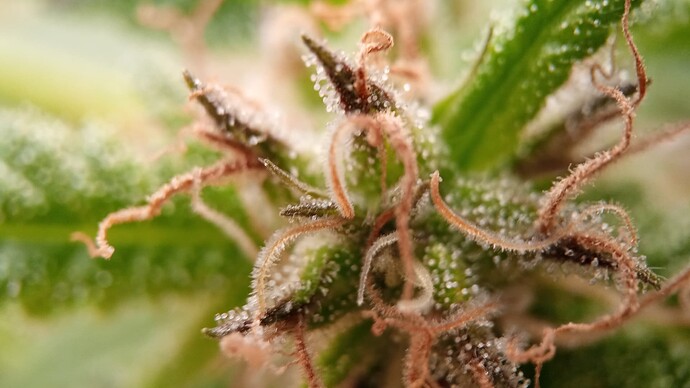 Growreport Bild 2