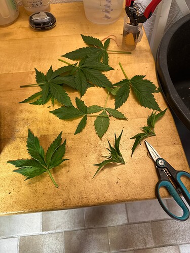 Growreport Bild 99