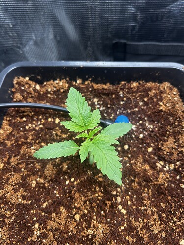 Growreport Bild 19