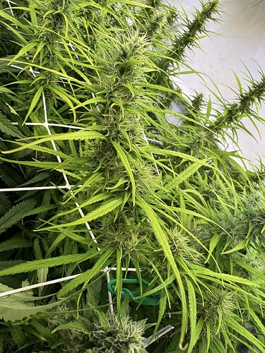 Growreport Bild 7