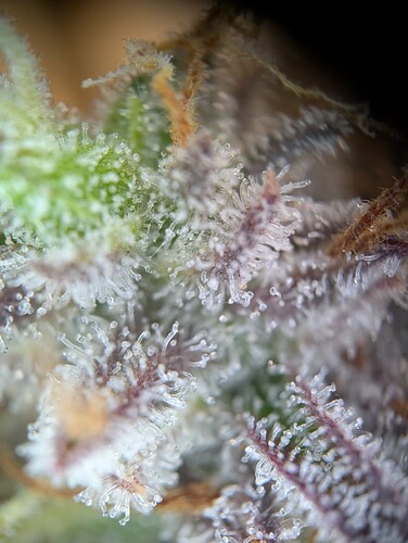 PXL_20241017_154930729.MP