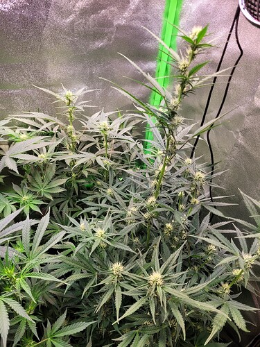 Growreport Bild 19