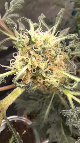 Growreport Bild 4