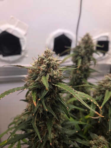 Growreport Bild 2