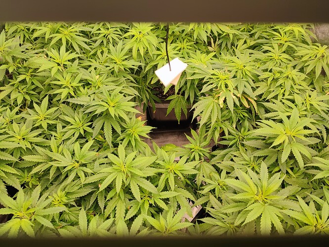 Growreport Bild 28