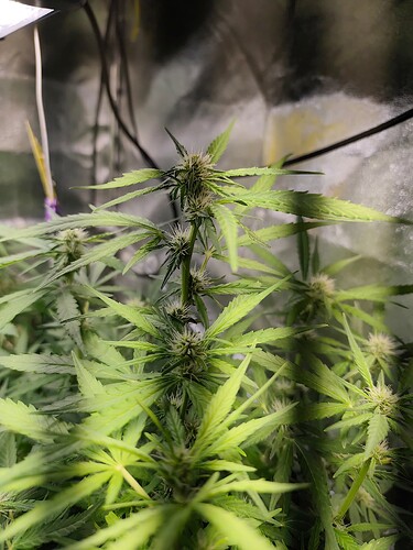 17450956759626263879780851537257