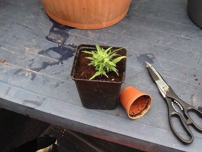 Growreport Bild 9