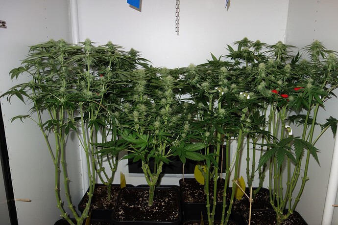Growreport Bild 2